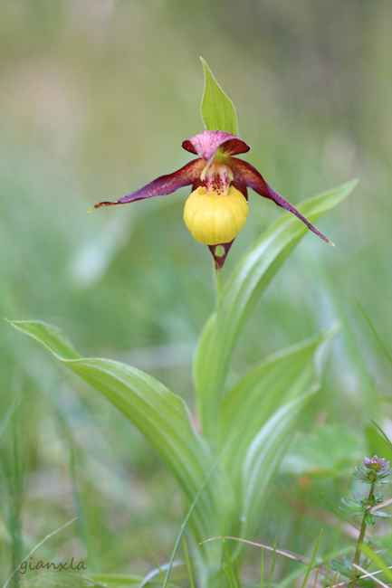 Cypripedium calceolus